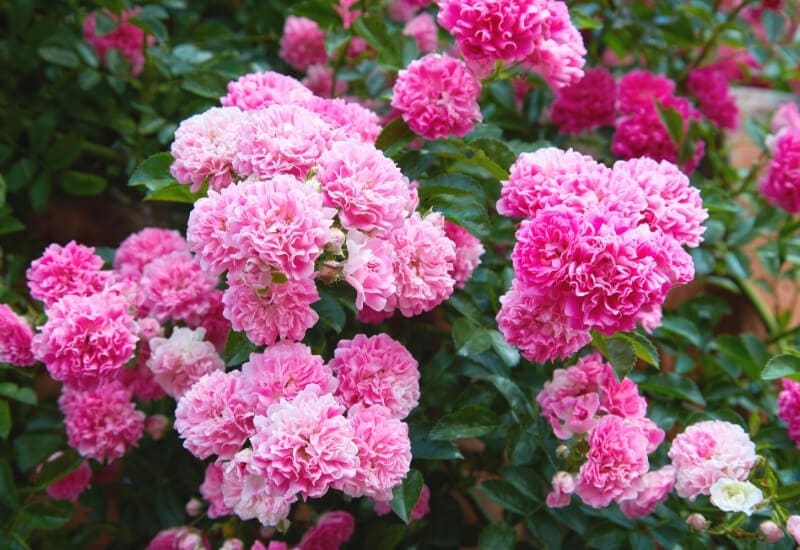 Rosa 'Climbing Mademoiselle Cécile Brünner' (climbing polyantha rose)