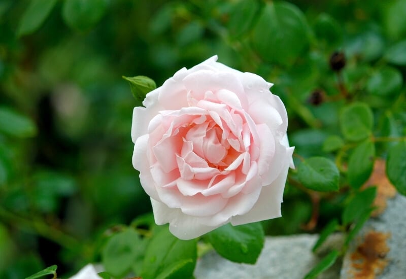 Hybrid Tea Roses