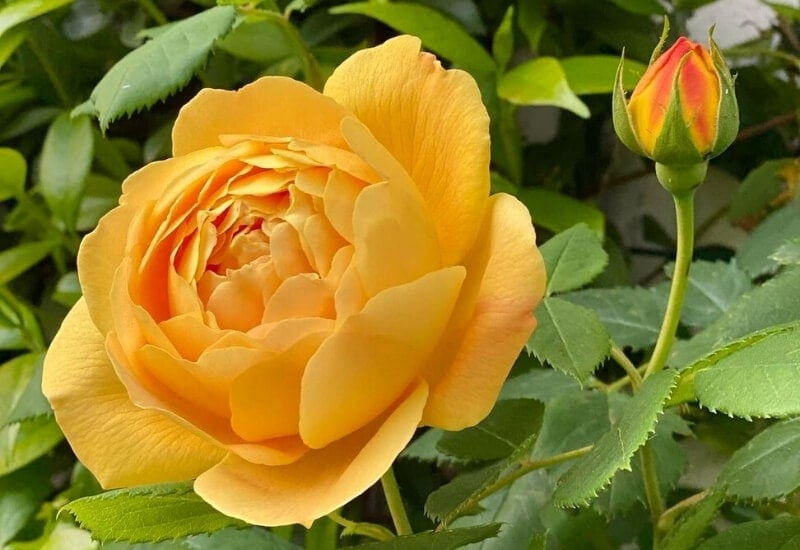 Rosa ‘Golden Celebration’(David Austinrose)