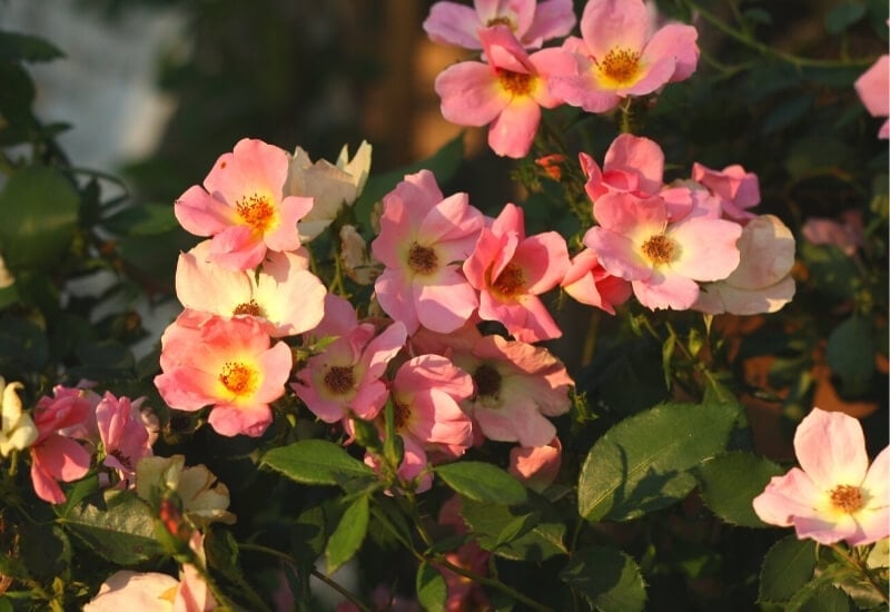 Rosa 'Radcor' RAINBOW KNOCK OUT (Knock Out rose)