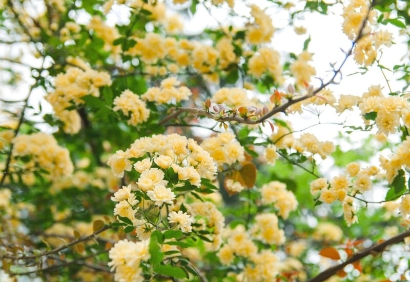 Rosa 'Radsunsar' CLIMBING CAREFREE SUNSHINE (climbing rose)