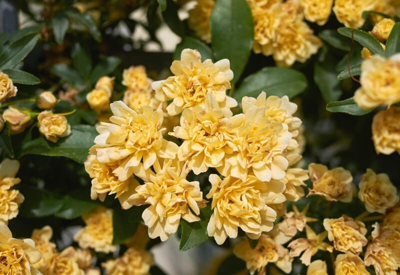 Rosa banksiae 'Lutea' (banksia rose)