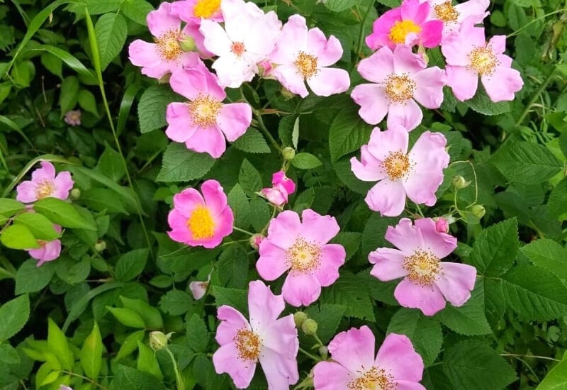 Rosa carolina(Carolina rose)