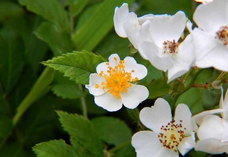 Rosa multiflora (multiflora rose)