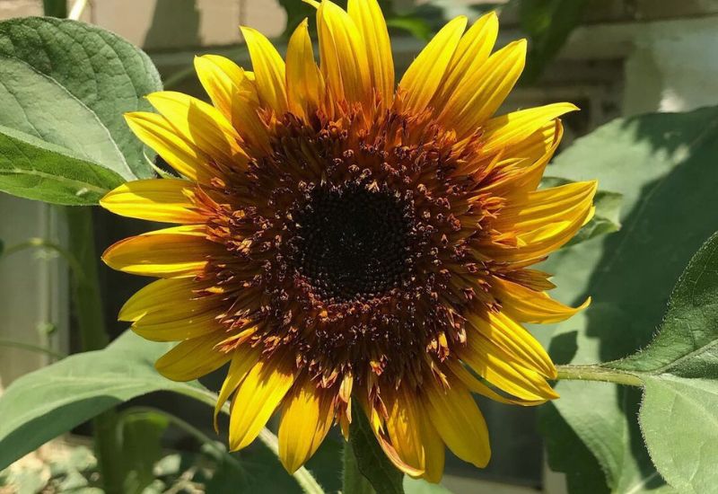 Sundance Kid sunflower