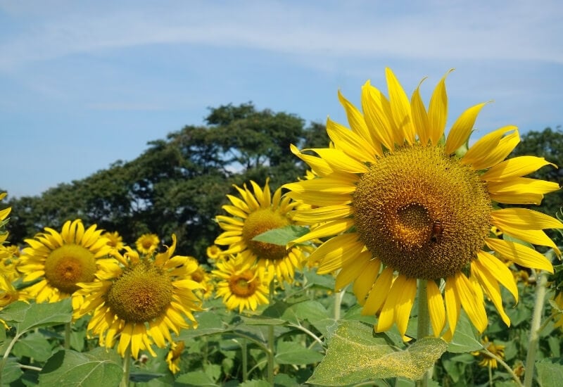 Sunflower