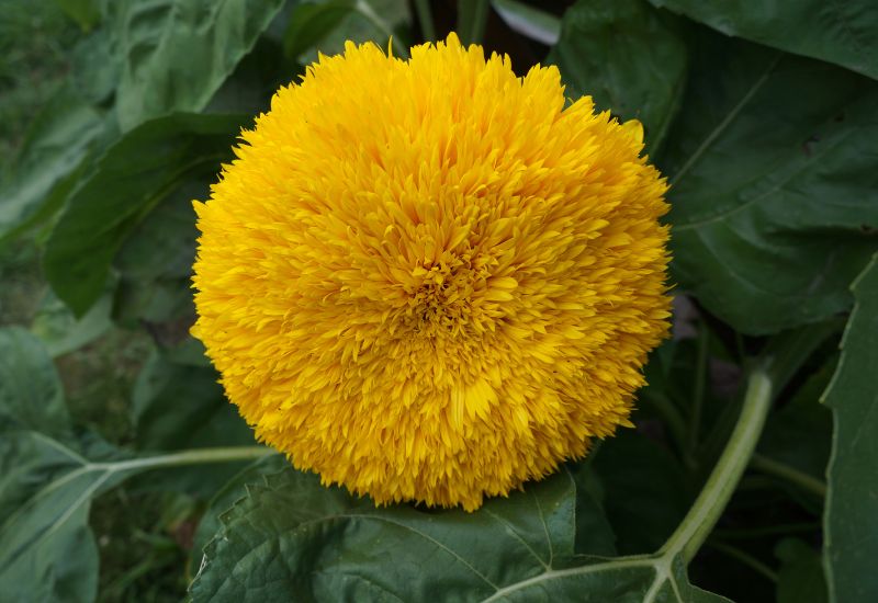 Teddy Bear sunflower