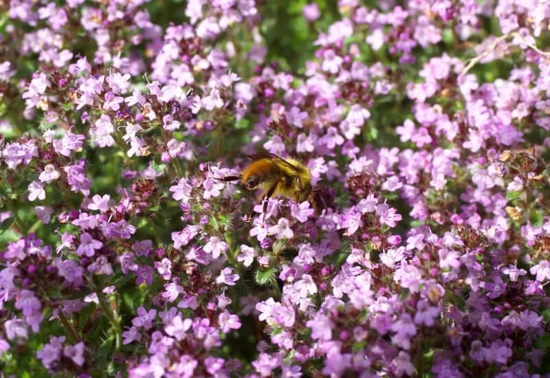 Thyme Flowers