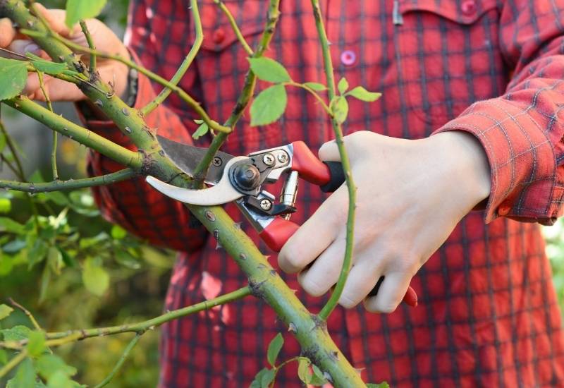 When You Can Prune Container Roses