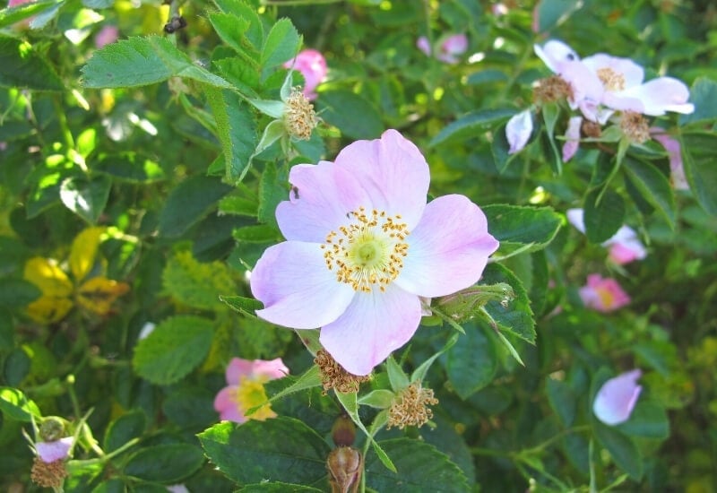 Wild Roses