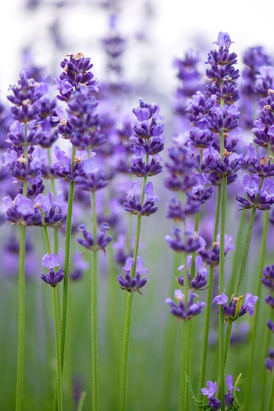 Add colour, fragrance and invite wildlife to your garden with Lavender flowering hedging! With a variety of colour, fragrances, and height there’s a flowering hedging plant for every garden.