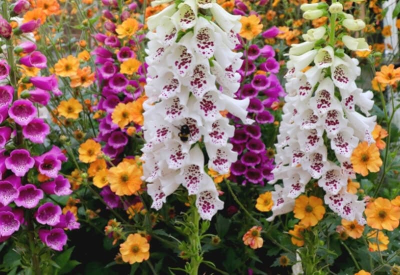 Foxglove