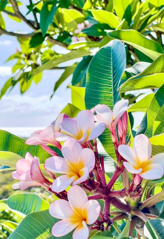 frangipani