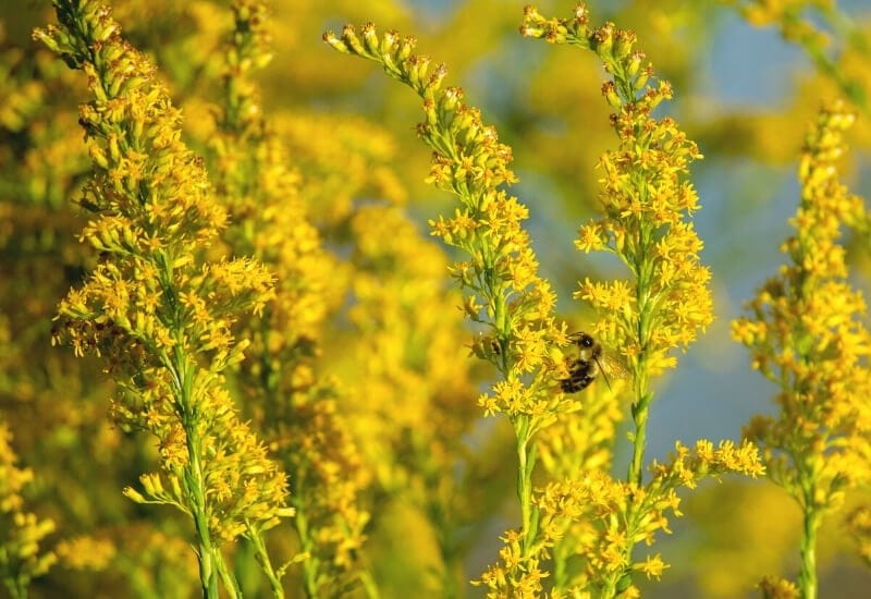 Goldenrod