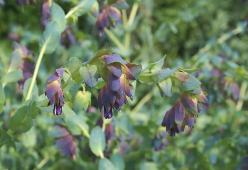 Honeywort