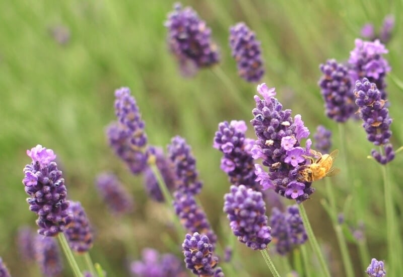 Lavender