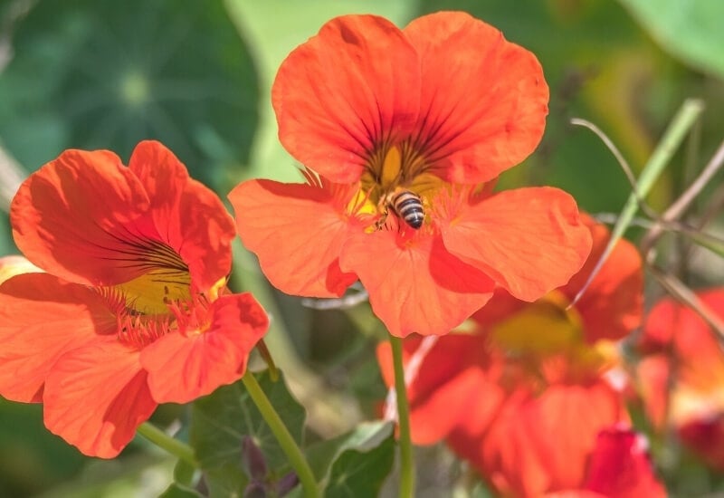 Nasturtium