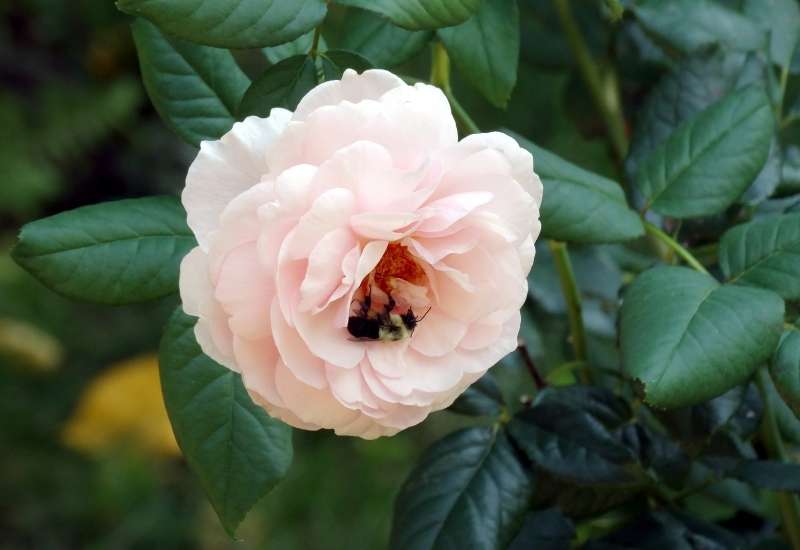 peonies flowers