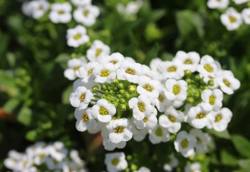 Sweet Alyssum